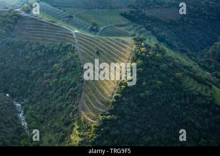 Terrazze vicino a São Cristovão do Douro nella Valle del Douro regione vinicola, Vila Real, Portogallo Foto Stock