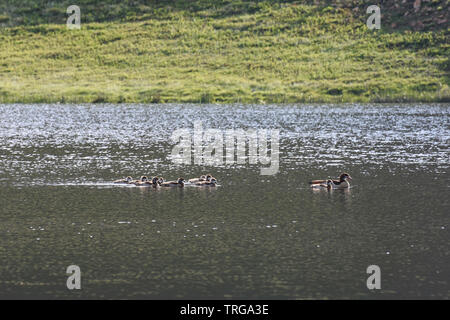 Stormo di oche egiziane sul lago d'acqua dolce (Alopochen aegyptiaca) Foto Stock