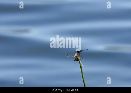 Dropwing dorsale Dragonfly Lakeside su Sedge (Trithemis dorsalis) Foto Stock