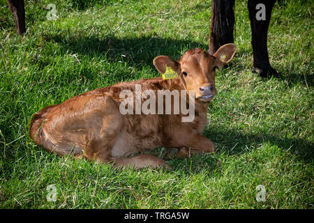 Dexter vitelli,campo agricolo, agricoltura, animale, testa di animale, manzo, colore nero, marrone, Bull - Animale, vitelli, bovini, spazio copia, mucca, Agriturismo, Foto Stock