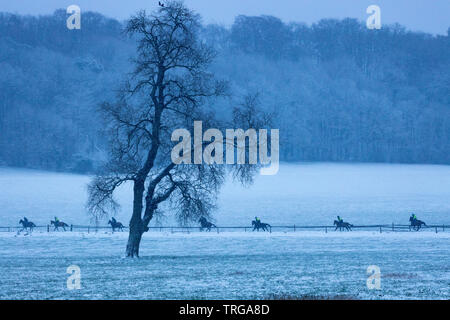 I cavalli da corsa essendo esercitato nella neve, Farm Venn, Milborne Port, Somerset, Inghilterra, Regno Unito Foto Stock