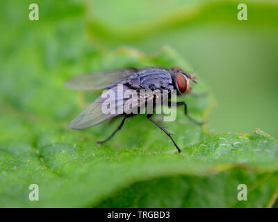 Carne-mosca carnaria Sarcophaga su potato leaf Foto Stock