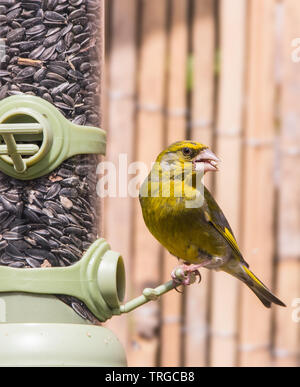 Verdone, fauna selvatica, British Bird su un alimentatore di mangiare nero semi di girasole e guardando verso sinistra Foto Stock