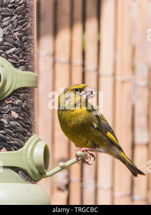 Verdone, fauna selvatica, British Bird su un alimentatore di mangiare nero semi di girasole e guardando verso sinistra Foto Stock