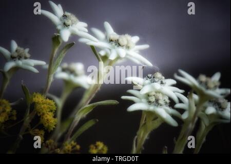 Bellissimi fiori selvatici - Edelweiss Foto Stock