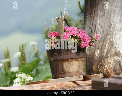 Fiori di colore rosa in un vaso di legno con getto d'acqua Foto Stock