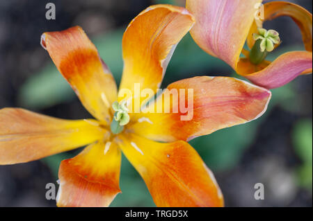 Un finito tulip flower, petali abbassamento prima di cadere. Foto Stock