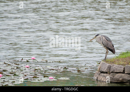 Il heron è guardando verso il basso e sembra un po' arrabbiato Foto Stock