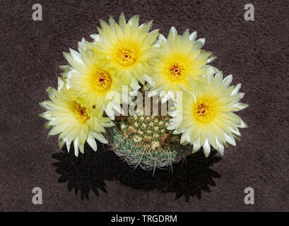 Una parodia concinna notocactus apricus visto dall'alto che mostra cinque dark fiori di colore giallo al di sopra della pianta con la pianta di cactus visibile sotto la flo Foto Stock