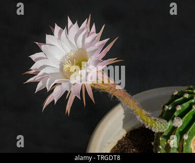 Vista laterale di un bianco e rosa echinopsis notte cactus fioriti che mostra tutte le parti di fiore e una sezione di impianto su sfondo nero Foto Stock