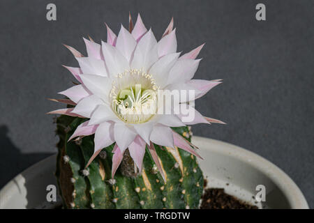 Una squisita bianco e rosa notte echinopsis blooming cactus flower alta al di sopra del brutto Cactus spinoso pianta in un vaso su sfondo grigio Foto Stock