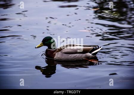 Parco Brynmill, Swansea Foto Stock