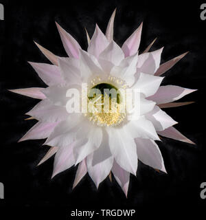 Un unico incredibile bianco e rosa fioritura notturna chinopsis cactus flower centrato su uno sfondo nero Foto Stock