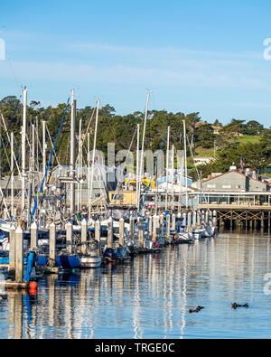 Le lontre marine nuotare sul loro retro nel porto di Monterey, California. Foto Stock