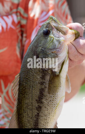 Extreme closeup di largemouth bass detenute da un pescatore. Foto Stock