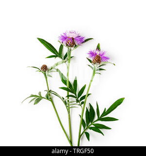 Rosa centaurea fiordaliso mazzetto di fiori con fiori, foglie e vapore. Viola cornflowers nel giardino estivo disposizione isolato su sfondo bianco con Foto Stock