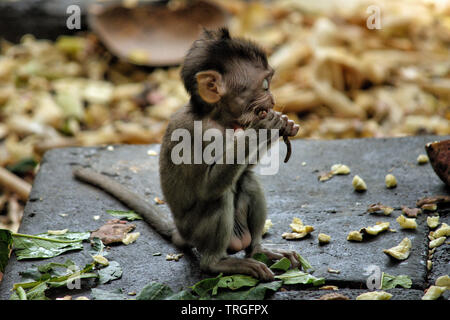 Giovani Long-tailed Baby macaco (Macaca fascicularis) al sacro Santuario della Foresta delle Scimmie, Ubud, Bali, Indonesia Foto Stock