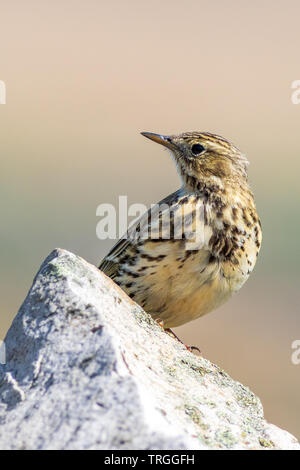 Meadow Pipit Anthus pratensis) seduto su una parete Foto Stock