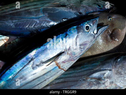 Bonito en puerto pesquero. Pueblo El Cotillo. Isla Fuerteventura. Provincia di Las Palmas. Islas Canarias. España Foto Stock