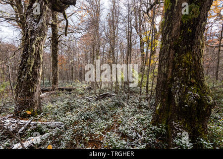 Autunno nel cuore del territorio Mapuche, temperata foresta, Cile Foto Stock