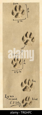 Il Lynx di Canada tracce. Riproduzione dei mezzitoni di Ernest Thompson Seton illustrazione Foto Stock