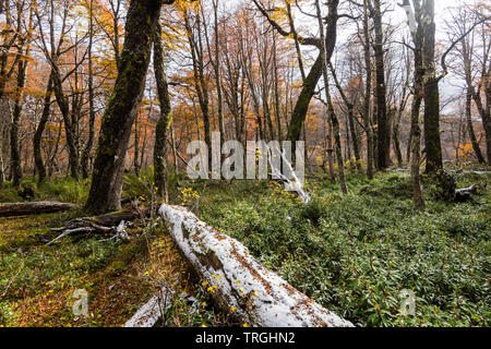 Autunno nel cuore del territorio Mapuche, temperata foresta, Cile Foto Stock