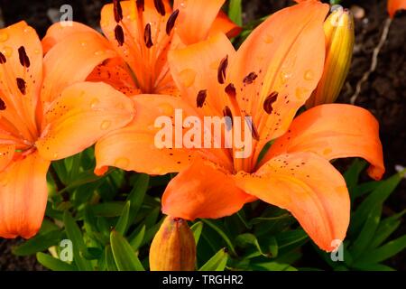 Il Lilium arancione nana Pixie asiatici fiori giglio Foto Stock