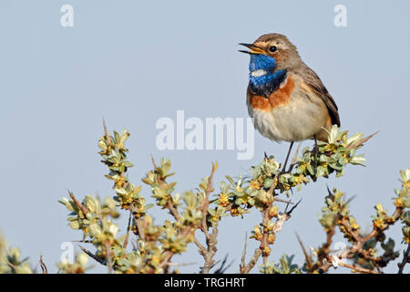 White-spotted pettazzurro / Blaukehlchen ( Luscinia svecica ) maschio adulto, appollaiato su seabuckthorn, cantando, la fauna selvatica, l'Europa. Foto Stock