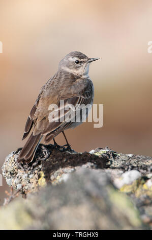 Acqua (pipit Anthus spinoletta), bella songbird seduto su una pietra al mattino, Krkonoše National Park, Repubblica Ceca Foto Stock