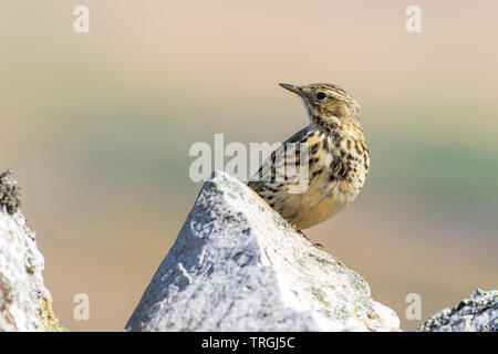 Meadow Pipit Anthus pratensis) seduto su una parete Foto Stock