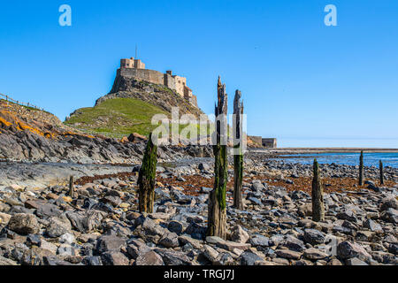 Lindisfarne Castle sull isola santa in Northumberland, Isola Santa è un isola di marea off della costa nord-orientale dell'Inghilterra. Foto Stock