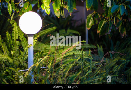 Sera colpo di un giardino luce illuminando le piante in inverno. Foto Stock