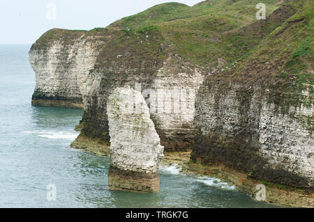Flamborough Head, mostrando chalk stack e scogliere che si affacciano sul mare del Nord in estate, nello Yorkshire, Regno Unito, Isole britanniche Foto Stock