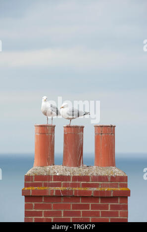 Europea di gabbiani reali, Larus argentatus, arroccato su di camini che si affaccia sul mare del Nord, Whitby, Regno Unito, Isole britanniche Foto Stock