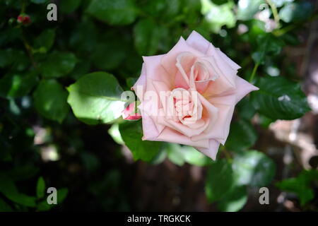Un unico colore rosa pallido fiore rosa Foto Stock