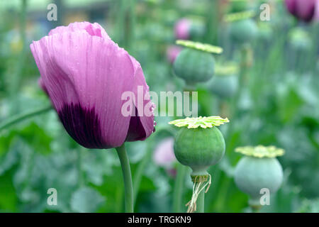 Close up di colore viola il papavero, verde di papavero da oppio di capsule di testa sul verde naturale sfocatura dello sfondo. Papaver somniferum. Foto Stock
