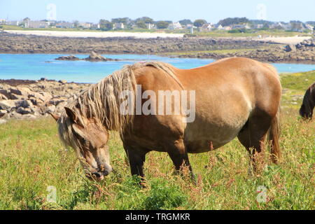 Caratteristica di castagno Breton cavallo al pascolo in un campo vicino alla costa in Bretagna Foto Stock