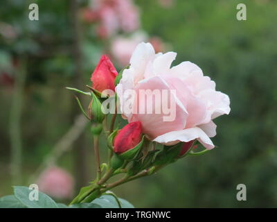 Close-up di un gambo di rose rosa scuro con boccioli di rosa e un completamente aperto fiore che ha più pallida colorati petali di rosa Foto Stock