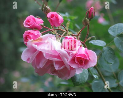 Close-up di un gambo di rose rosa scuro con boccioli di rosa e un completamente aperto fiore che ha più pallida colorati petali di rosa Foto Stock
