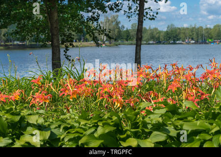 Aiuola nella località di Lituania. Daylilies, Hemerocallis fulva, in fiore sotto gli alberi al lago. Giornata di sole. Foto Stock