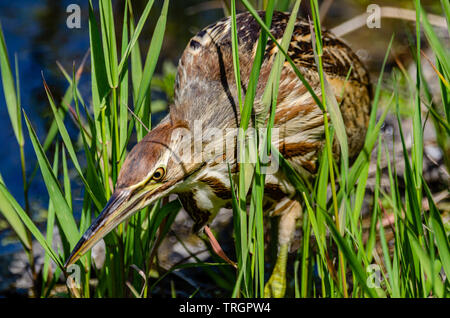 Il tarabuso americano a Turnbull National Wildlife Refuge Foto Stock