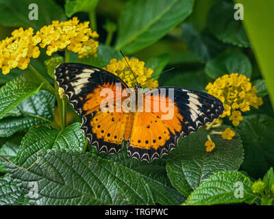 Cethosia maschio penthesilea Butterfly, (Arancione Lacewing farfalla) Foto Stock