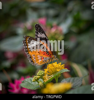 Cethosia maschio penthesilea Butterfly, (Arancione Lacewing farfalla) Foto Stock