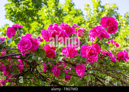 Belle le rose rosa su un ferro battuto rose arbor. Foto Stock