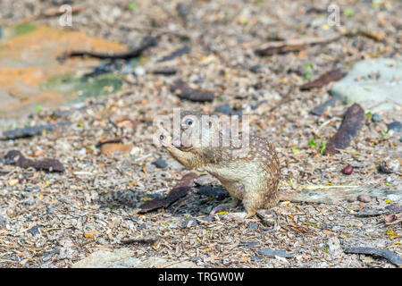 Terra messicana scoiattolo (Ictidomys mexicanus). Santa Ana National Wildlife Refuge. Il Texas del sud. Stati Uniti d'America Foto Stock