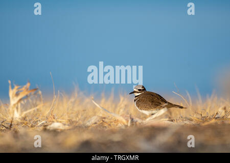 Killdeer, (Charadrius rumoroso), Bernardo Waterfowl Management Area, Nuovo Messico, Stati Uniti d'America. Foto Stock