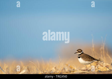 Killdeer, (Charadrius rumoroso), Bernardo Waterfowl Management Area, Nuovo Messico, Stati Uniti d'America. Foto Stock