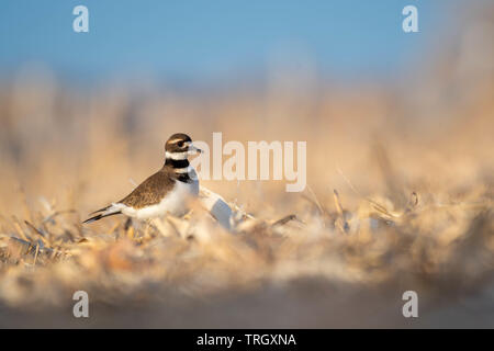 Killdeer, (Charadrius rumoroso), Bernardo Waterfowl Management Area, Nuovo Messico, Stati Uniti d'America. Foto Stock