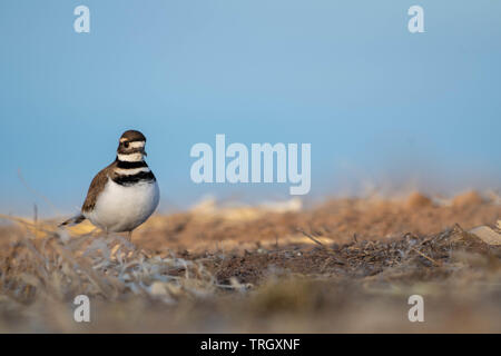 Killdeer, (Charadrius rumoroso), Bernardo Waterfowl Management Area, Nuovo Messico, Stati Uniti d'America. Foto Stock