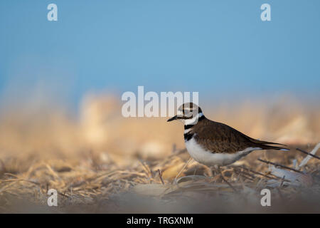 Killdeer, (Charadrius rumoroso), Bernardo Waterfowl Management Area, Nuovo Messico, Stati Uniti d'America. Foto Stock